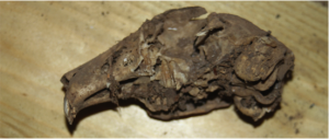 Initially, we dug up many rabbit and fox sculls and many other rabbit bones